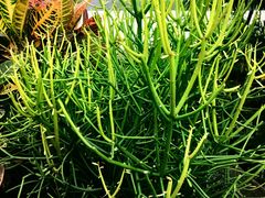 -北京植物园-展览温室