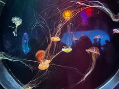 -太平洋海底世界