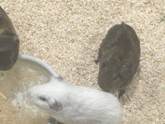 -上海大自然野生昆虫馆(东方明珠·爬宠昆虫探索中心)
