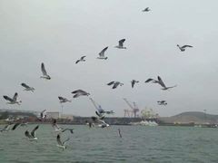 -海驴岛(荣成市)