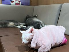 -MOCHA明星猫咖(田子坊店)