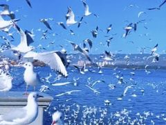 -海埂大坝