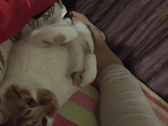 -米苏动物医院·犬猫专科·骨科外科内窥镜