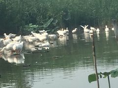 -白洋淀景区
