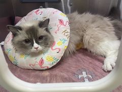 -动物缘宠物医院·骨科·猫科(西二环店)