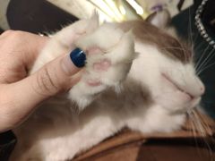 -喵喵咪呀布偶猫咖(春熙路店)