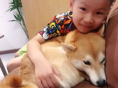 -柴务处·柴犬主题狗咖