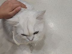 -共舞时光猫咖·狗咖(新街口店)