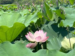 -良渚古城遗址公园
