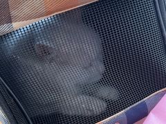-北京观赏动物医院·24小时大型综合·猫专科·异宠专科