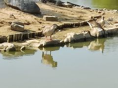 -盐城丹顶鹤湿地生态旅游区