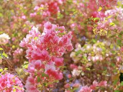 -深圳国际园林花卉博览园