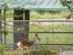 -青藏高原野生动物园