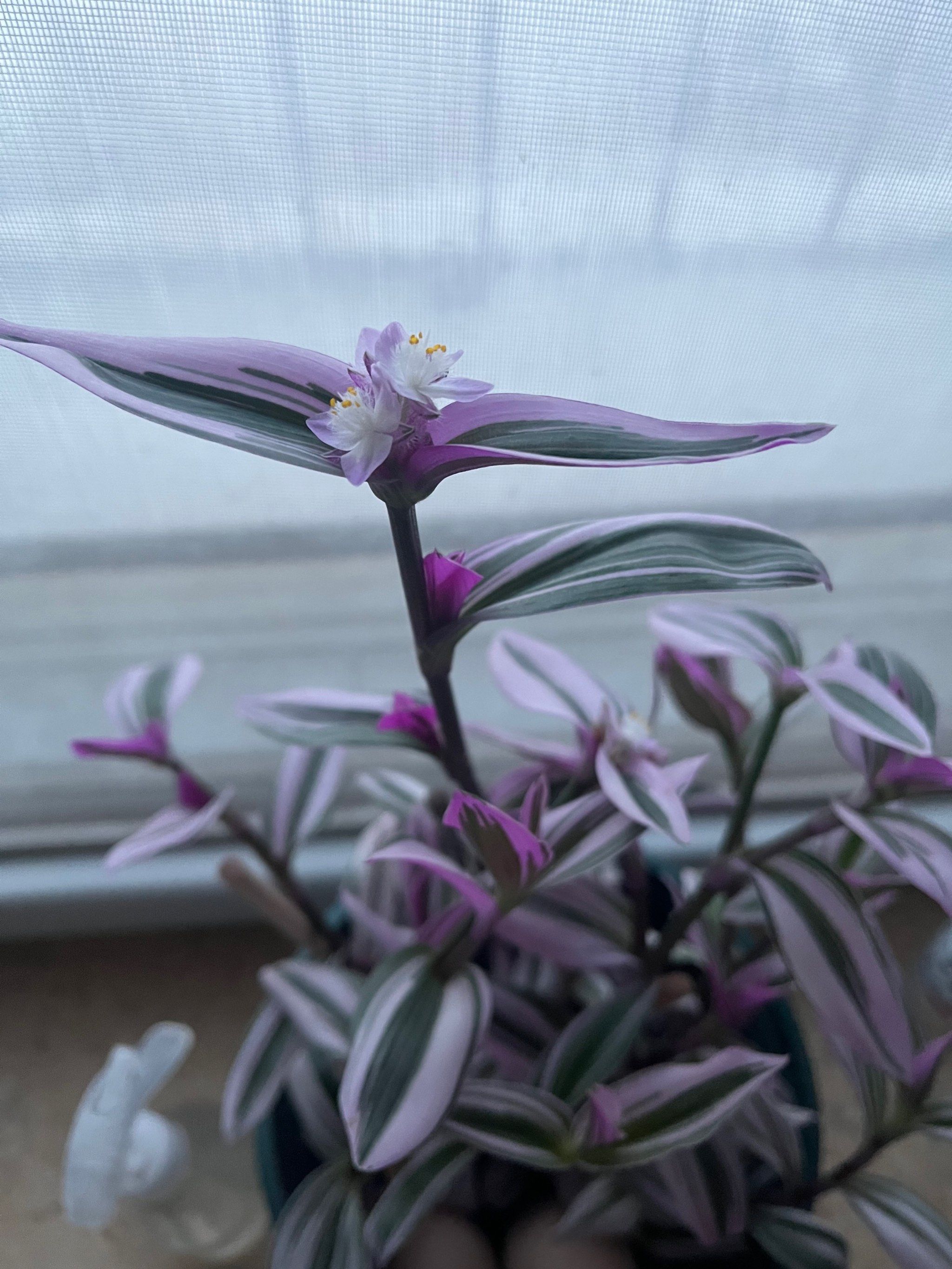 婚礼油画开花94了