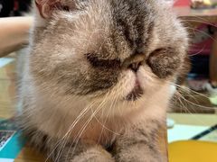 -猫色咖啡·猫咖