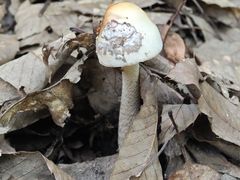 -大觉寺-停车场