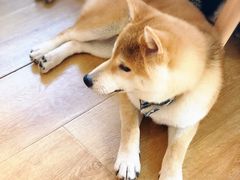 -柴犬小屋·柴餐厅·狗咖食堂(金鼎广场店)