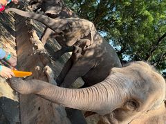 -深圳野生动物园