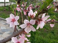 -南汇桃花村