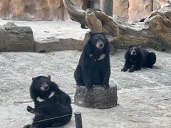-上海野生动物园