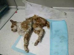 盛京一禾-盛京一禾