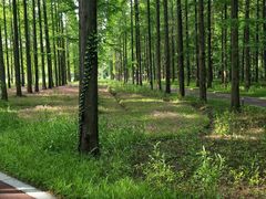 -黄海国家森林公园