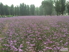 -紫海香堤香草艺术庄园