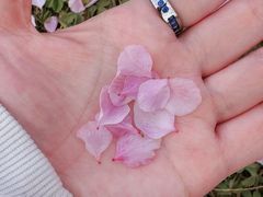 -桃花堤公园