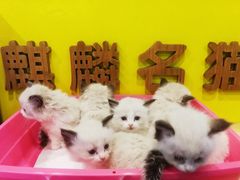 -十年猫舍·猫咪专门店(普陀店)