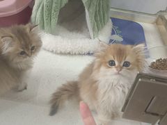 -糯米喵星人总部直营旗舰店·猫舍·幼猫出售