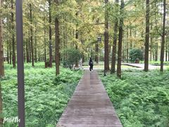 -黄海国家森林公园