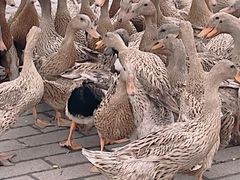 -野鸭湖国家湿地公园