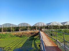 -马陆小张葡萄园农家乐