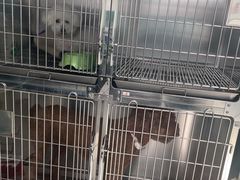 -利又安动物医院··老年病·猫科犬科·中兽医