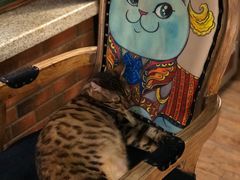 -more than meow吴止猫主题餐厅(承德 中船汇店)