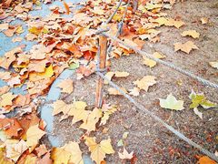 -天津东丽湖风景区