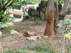 -深圳野生动物园