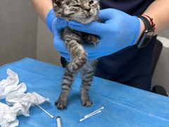 -关爱宠物医院·猫科中心·消化科(滨湖万达分院)