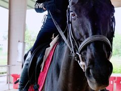 -重庆和泰马术俱乐部