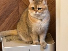-MOCHA明星猫咖(田子坊店)