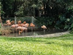 -深圳野生动物园