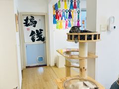 -有喵·猫咖·狗咖·30几只猫10只小狗(岗厦店)