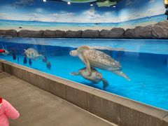 -芜湖新华联大白鲸海洋公园