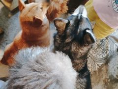 -more than meow吴止猫主题餐厅(承德 中船汇店)