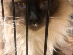 -多卡布奇宠物生活馆(上林世家店)