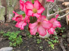 -北京植物园-展览温室