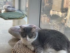 -Catmate·猫肥家润(金润铂宫店)