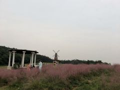 -大塘金香草谷