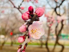 -北京奥林匹克公园