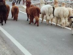 -大连铭湖国际观光牧场